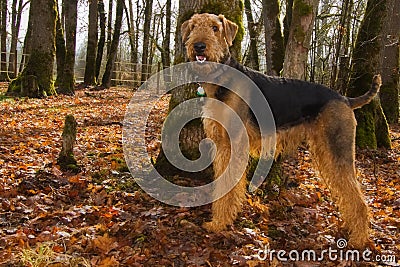 Happy airedale terrier dog in autumn setting