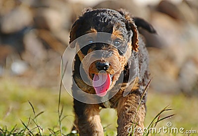 Happy Baby Airedale Terrier Puppy 6 Weeks Old Royalty Free ...