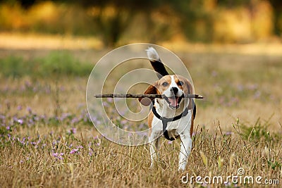 Happy beagle