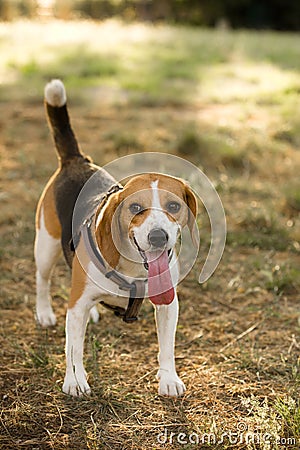 Happy beagle with a long tongue