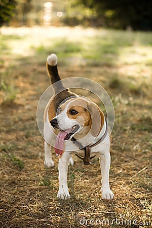 Happy beagle with a long tongue