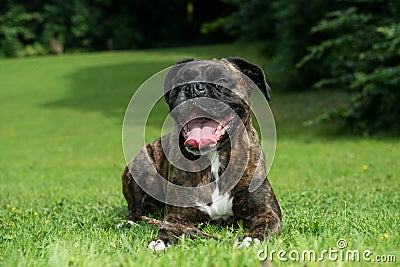 Happy boxer dog resting on grass