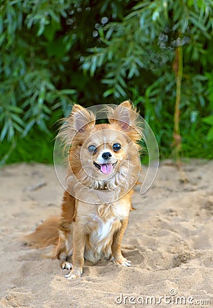 Happy chihuahua dog sitting on beach sand