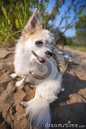 Happy Chihuahua dog on solar summer landscape