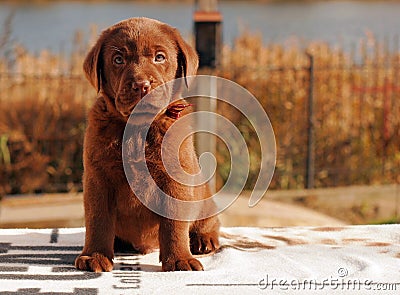 Happy chocolate labrador puppy