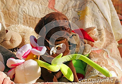 Happy chocolate labrador puppy with toys