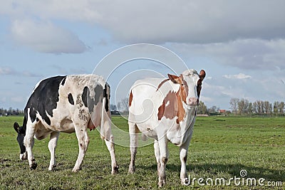 Happy cow