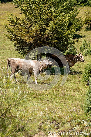 Happy cows