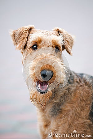 Happy Airedale Terrier portrait