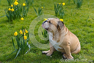 Happy cute english bulldog dog in the spring field