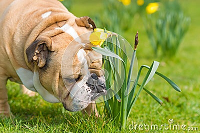 Happy cute english bulldog dog in the spring field