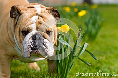 Happy cute english bulldog dog in the spring field