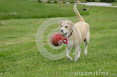 Happy dog with ball