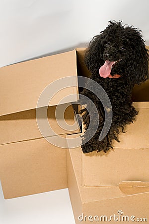 happy dog box boxes