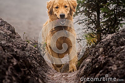 Happy dog Golden Retriever running