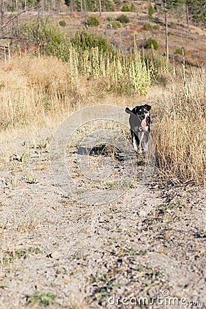 Happy dog on hike