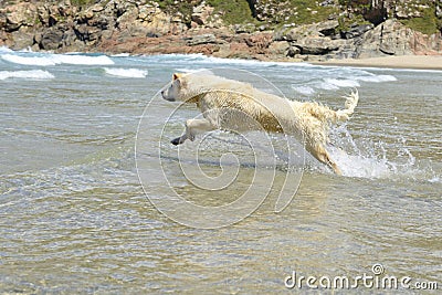 Happy dog jumps in the sea