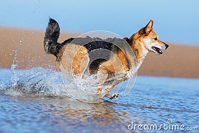 Happy dog running on the beach
