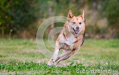 Happy dog running on full speed