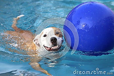 A happy dog swimming