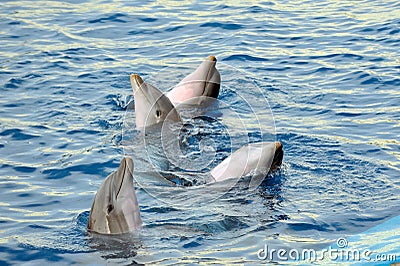 Happy dolphins in the water