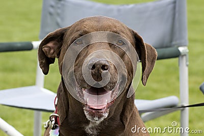 Happy Face Chocolate Lab Dog