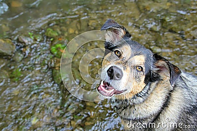 Happy German Shepherd Mix Dog Swimming in Stream