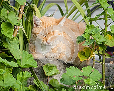 Happy Ginger Tabby Cat Sitting in Garden with Eyes Closed