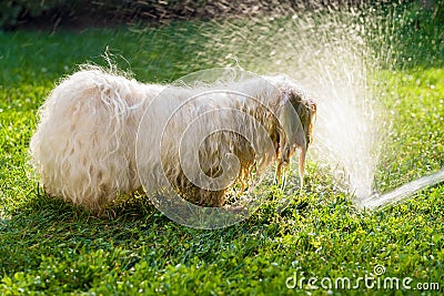 Happy Havanese dog is playing with a water beam