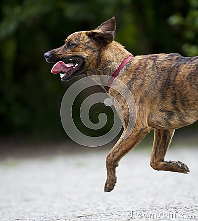 A happy hound running along gravel