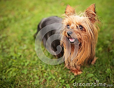Happy little yorkshire terrier puppy dog panting