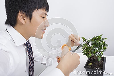 Happy mid adult businessman pruning pot plant in office