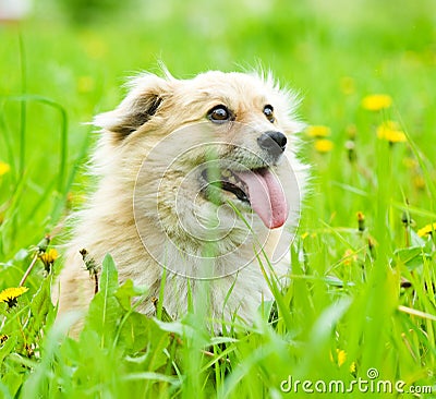 Happy mixed breed dog in flower field of yellow da