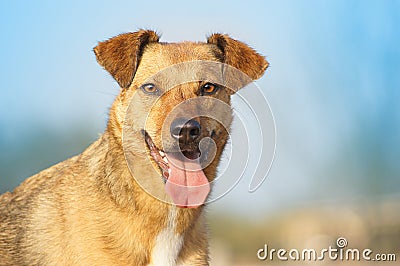 Happy mixed breed dog portrait on blue sky