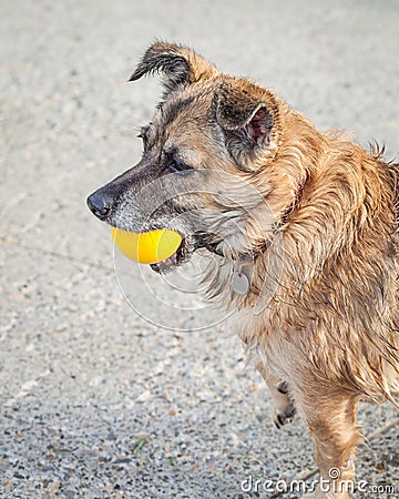 Happy Rescue Dog Fetching a Yellow Ball