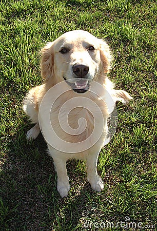 Happy Retriever