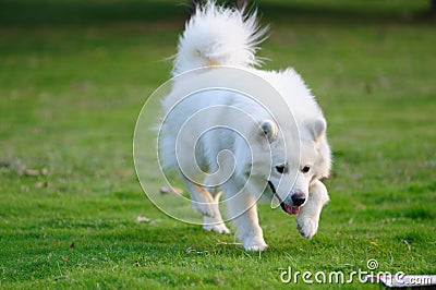 Happy white dog running