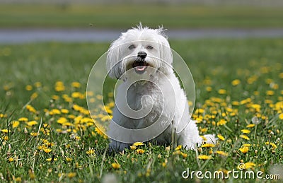 A happy white dog.