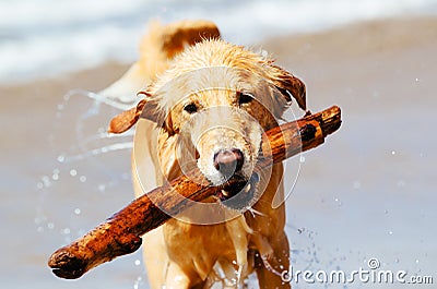 Happy Young Golden Retriever