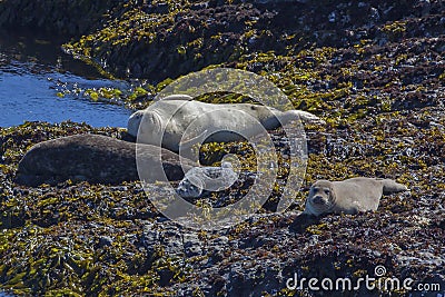 Harbor Seal Family Relaxing