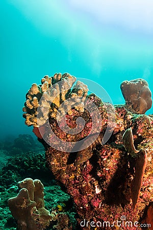 Hard Coral, Baja Reef