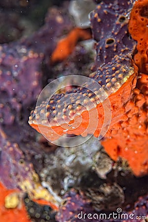 Hard coral macro detail while diving in Indonesia