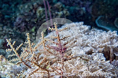 Hard coral macro detail while diving in Indonesia