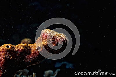 Hard coral macro detail while diving in Indonesia