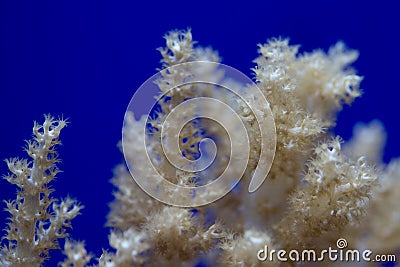 Hard coral macro on night dive light