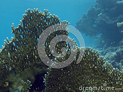 Hard coral in the Red Sea