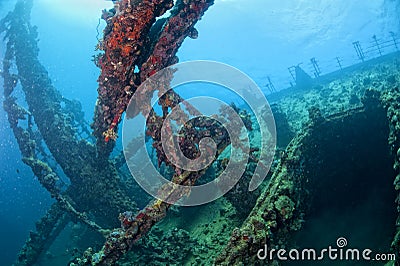 A hard coral on a ship wreck in red sea