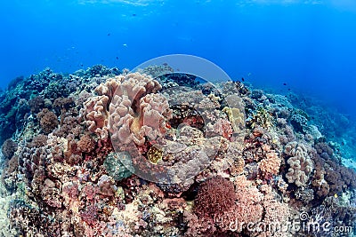 Hard and soft corals on a reef