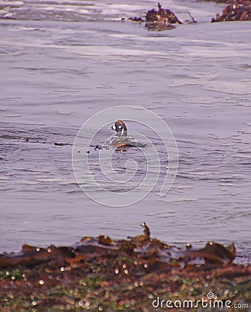 Harlequin Duck swimming in surf