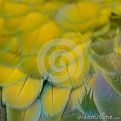 Harlequin Macaw feathers